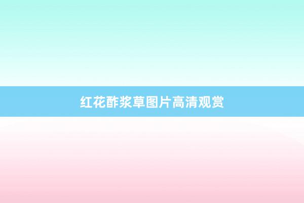 红花酢浆草图片高清观赏